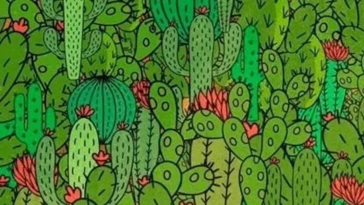 Seul un génie doté d'une vue de faucon peut trouver les 3 animaux cachés dans les cactus