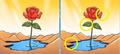 Trouvez les 3 différences entre les 2 roses en moins de 9 secondes