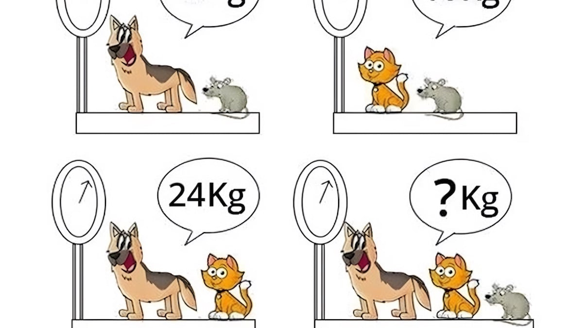 Êtes-vous rapide en mathématiques? Calculez le poids des animaux en 11 secondes dans ce défi mental