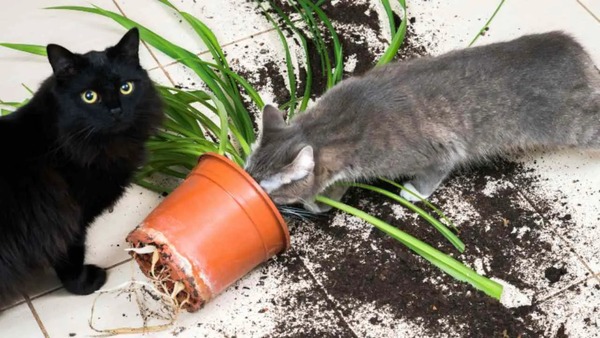 Pourquoi les chats jettent des objets par terre et comment empêcher ce comportement