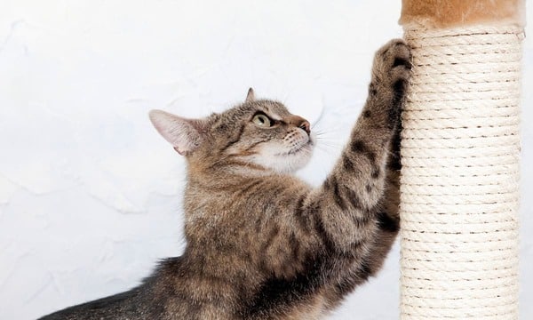 Pourquoi les chats jettent des objets par terre et comment empêcher ce comportement